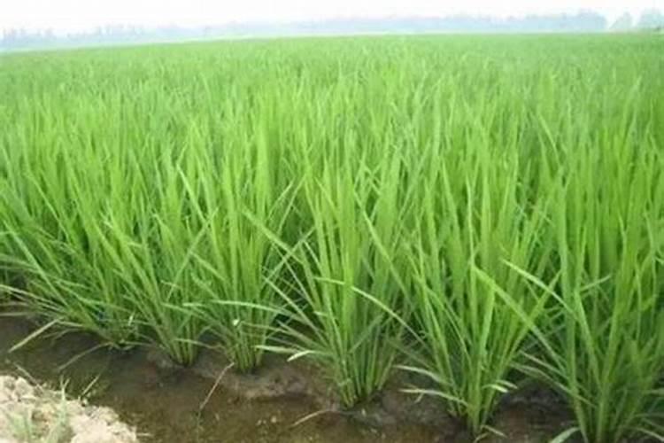 水溶肥和其他肥料的区别