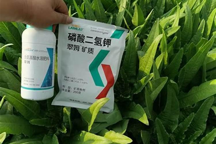 李子树采收后如何管理？