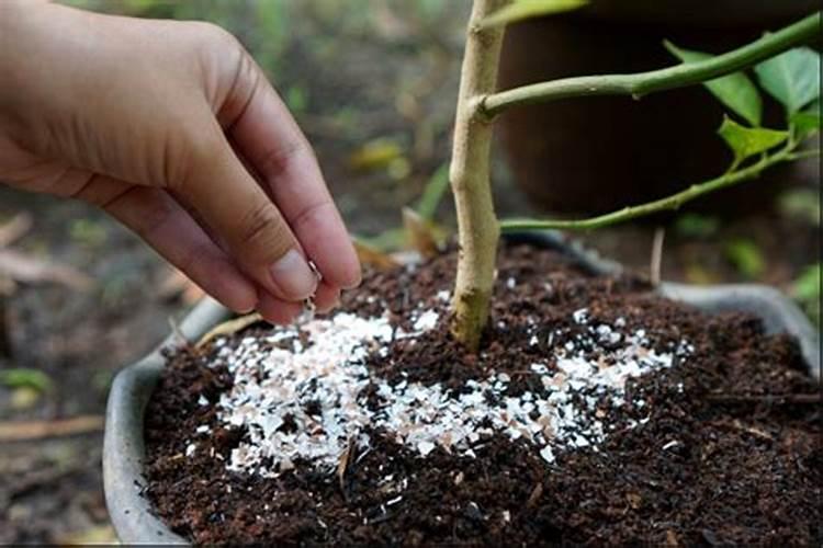 钾肥是什么肥料做成