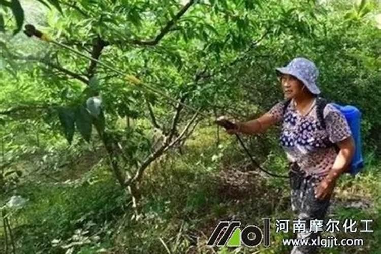 花多多是喷叶还是灌根