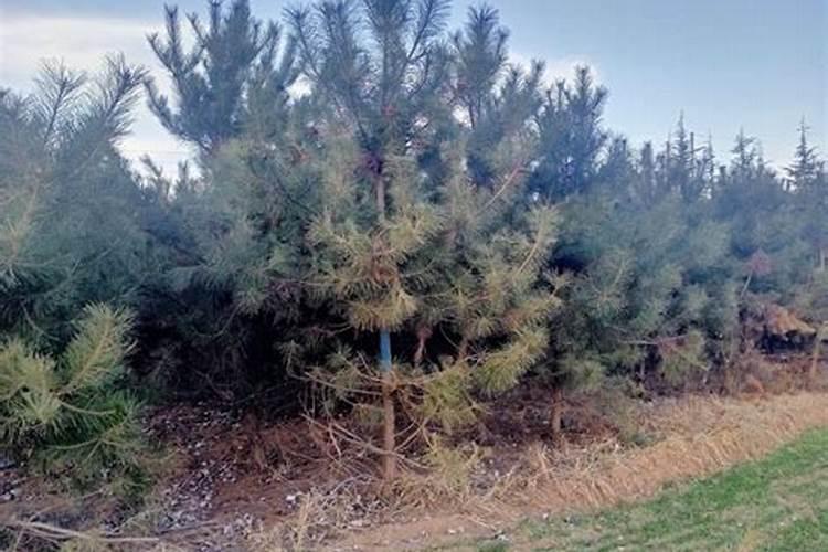 水稻打叶面肥带水好还是不带水打好？