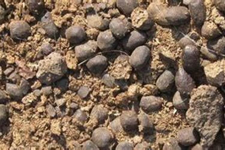 苹果施肥量最大是什么时期一？