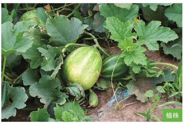 香瓜需肥规律