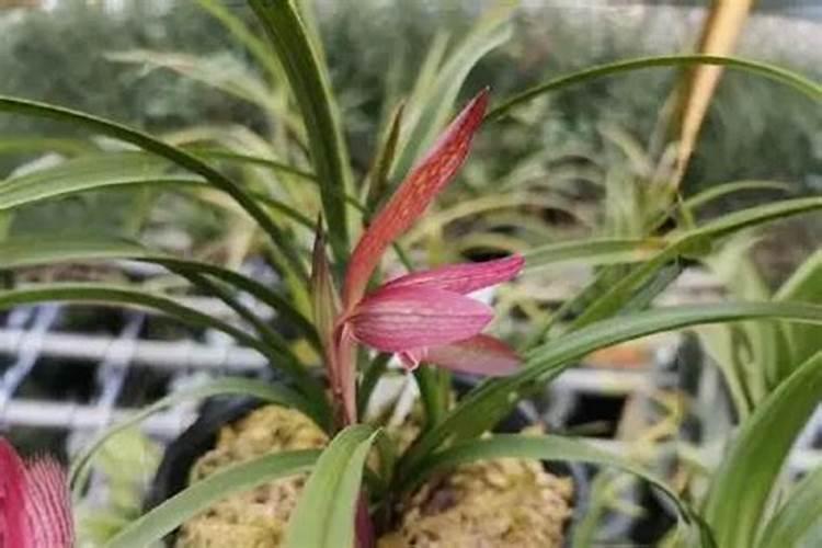 荔枝如何进行控梢促花