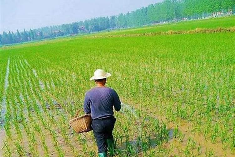 氯化钾用在水稻田里多久能溶入土壤？