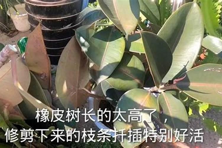 橡皮树用什么肥料好