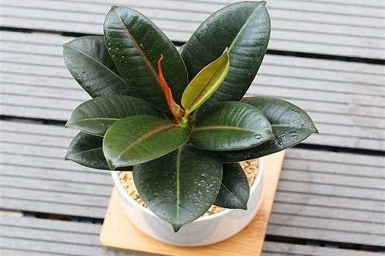 橡皮树施什么肥最好