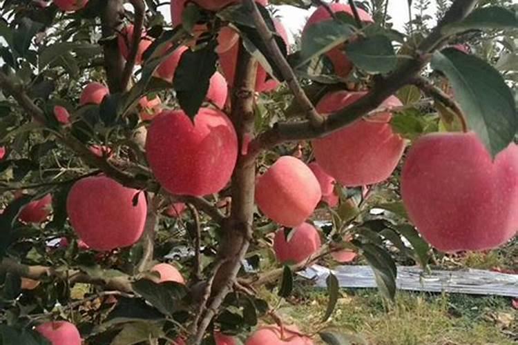 植物肥料发酵会烧根,达到多少度会造成烧根呢？