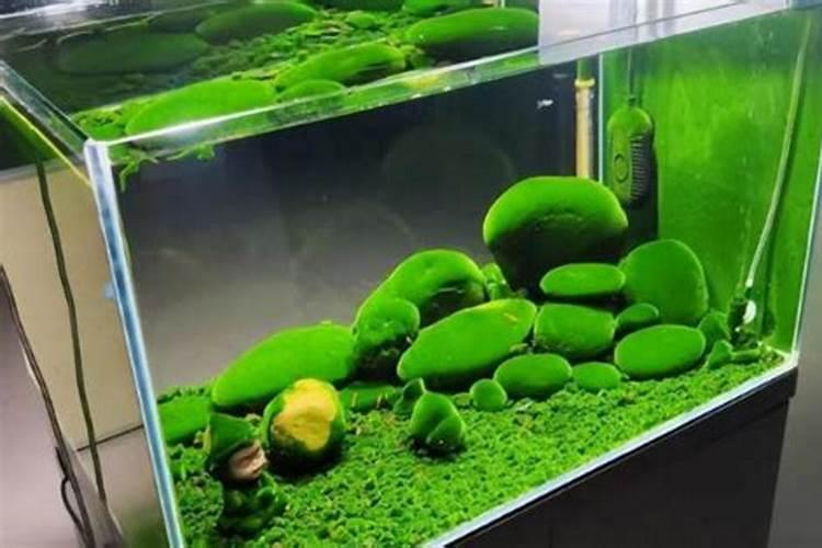 养的月季长势不好,说是可以用营养液,有没有好用的牌子推荐一下？