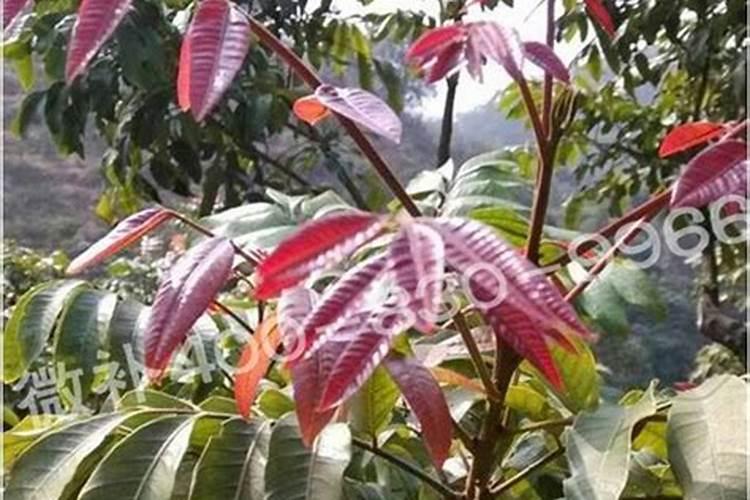 荔枝的需肥特点