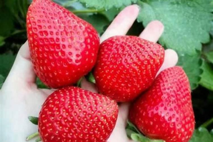 冲什么肥能让西红柿叶片油亮