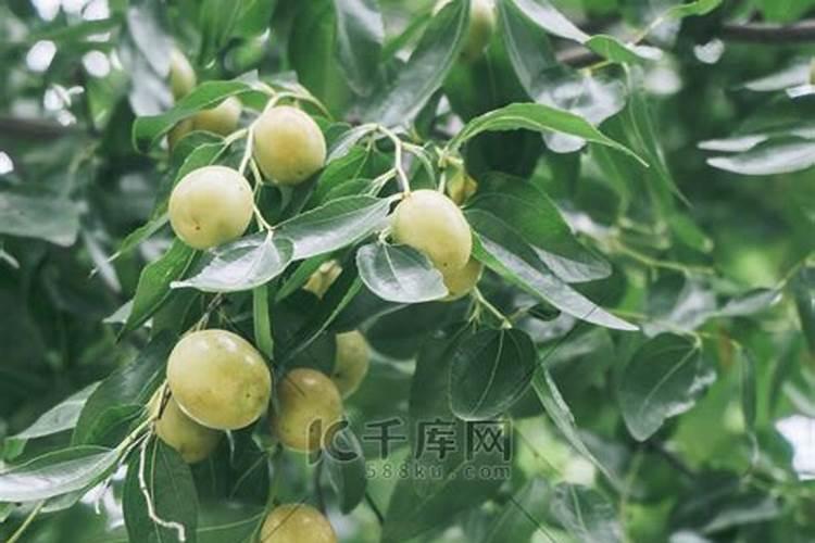 枣树施什么肥较好