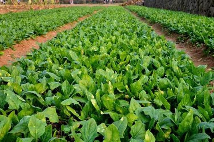 菠菜种植施用什么肥料适宜(种菠菜的科学施肥办法)