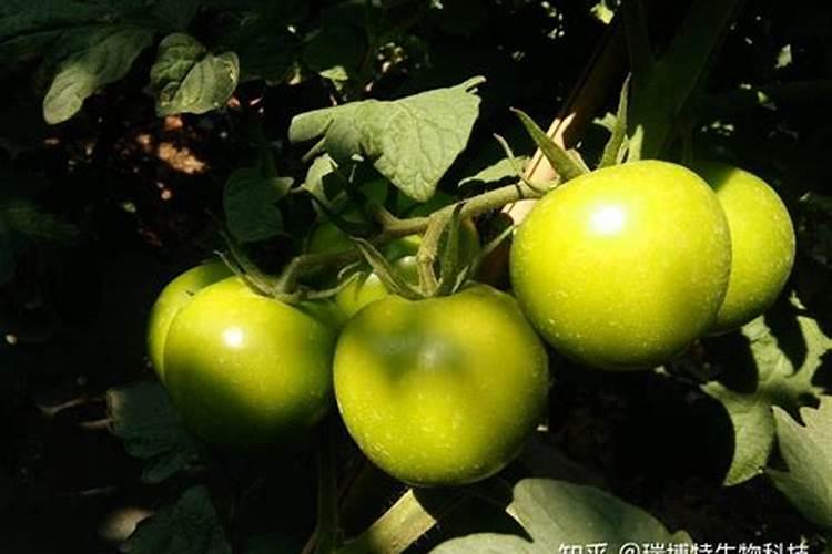 土豆浇水时间和正确方法