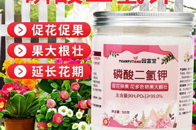 盆栽草莓用什么土种最好