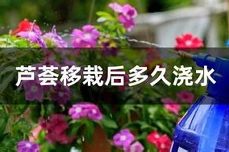 花苗移栽后什么时候施肥