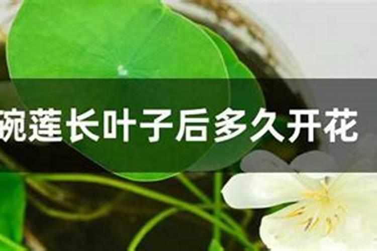 黄瓜移栽多久可以施肥？移栽后需要施什么肥？