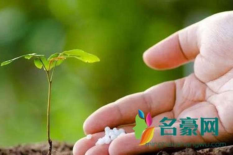 小葱移栽后多久施肥