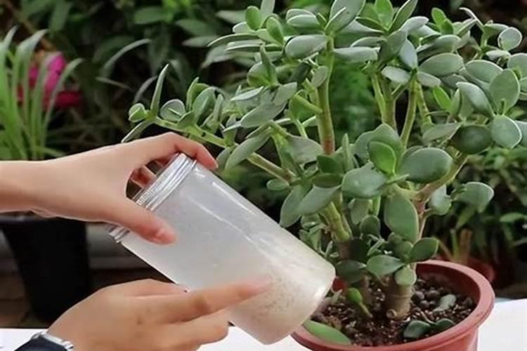 芸苔素内酯作用与功效和使用方法