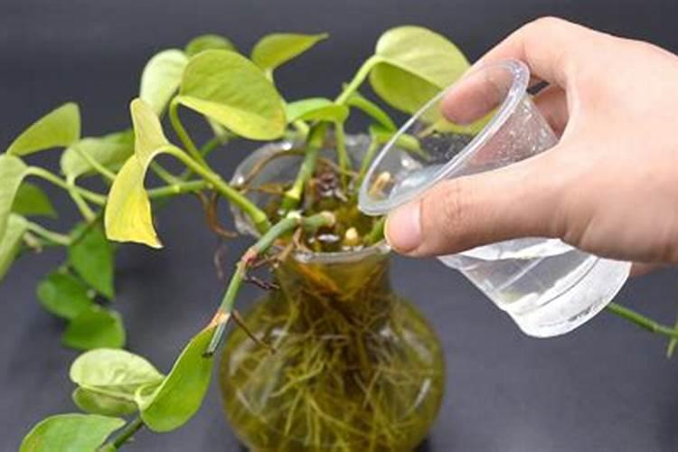 氮肥、磷肥和钾肥分别有什么作用？