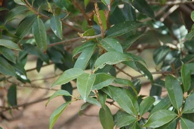 怎么区分氮,磷,钾三种肥料