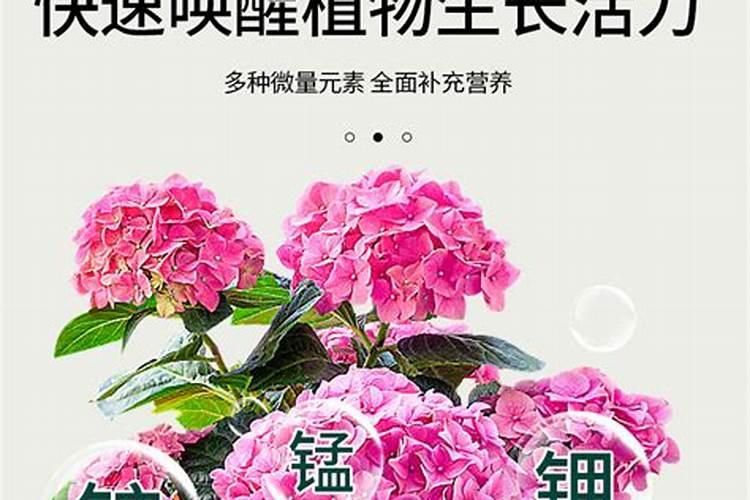 绣球花用什么肥料