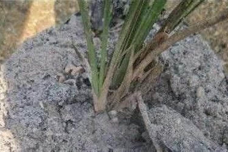 农民给耕地施草木灰是为了施什么肥