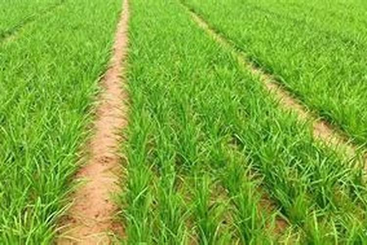 草木灰肥料怎么用效果好