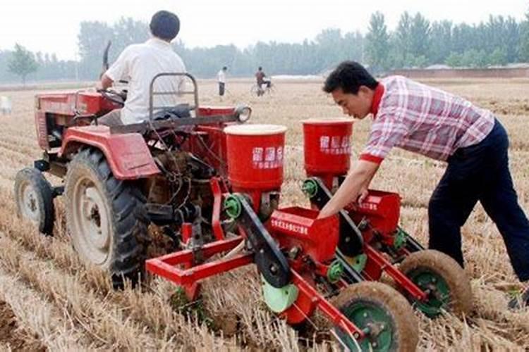 玉米用掺混肥好还是用复合肥好(种植玉米用什么复合肥好)