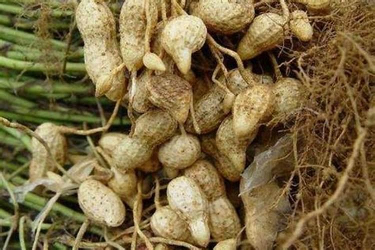 水稻抛秧盘使用方法