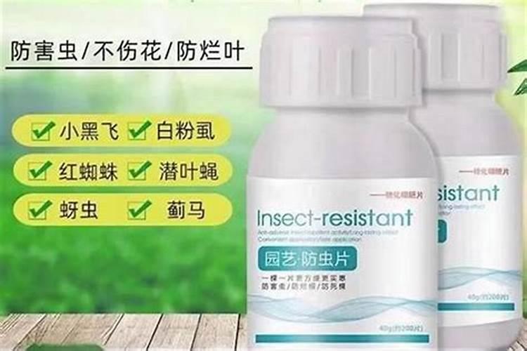 油茶树的种植方法和管理