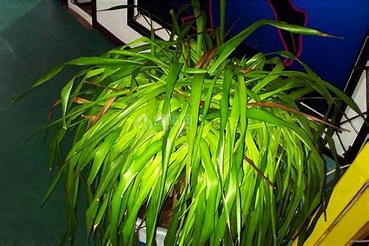 龙须树施什么肥最好