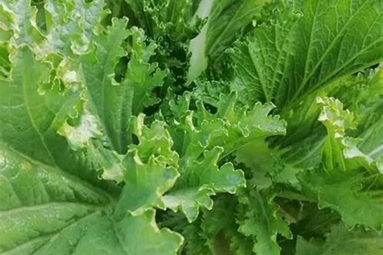 种青菜怎么施肥