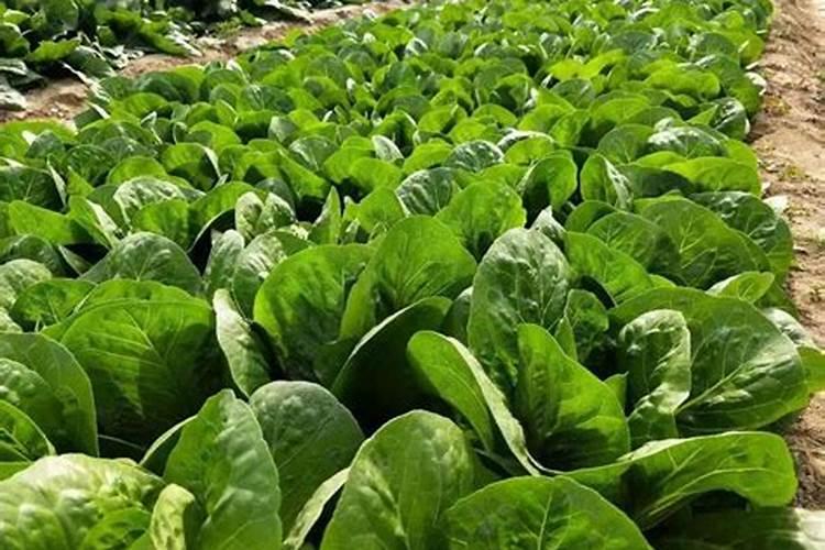 油菜该怎么施磷肥呢？油菜磷肥使用注意事项有哪些？