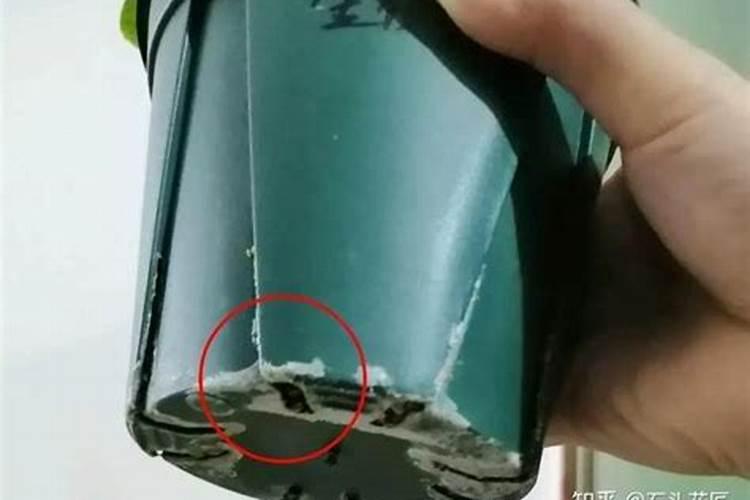 咖啡渣可以直接放在花盆里吗？