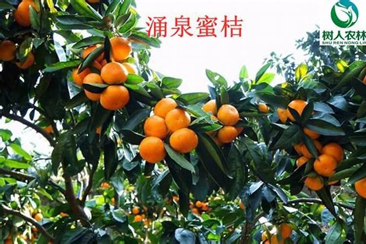 硼砂可以当硼肥用吗？为什么？