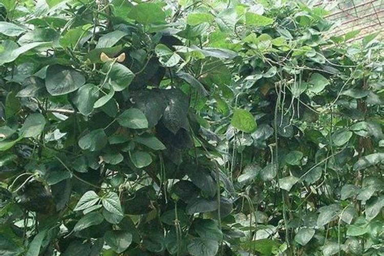 在大棚内种植黄瓜,粪肥一次性用量越多越好吗？