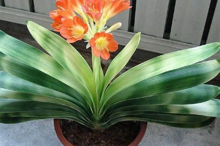 韭菜有哪几种繁殖方式？