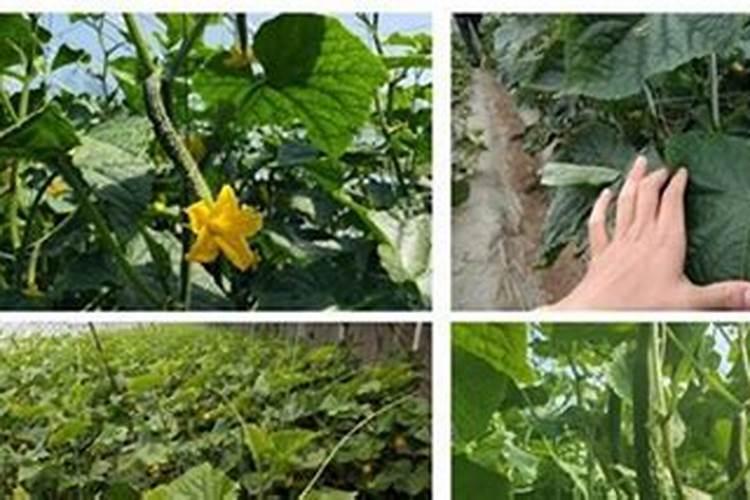 黄瓜挂果期用什么肥料好？黄瓜座果期用什么肥效果好？