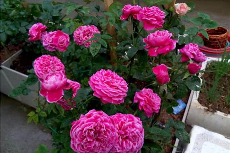 种植高粱在遇病虫害时,都有哪些应对措施？