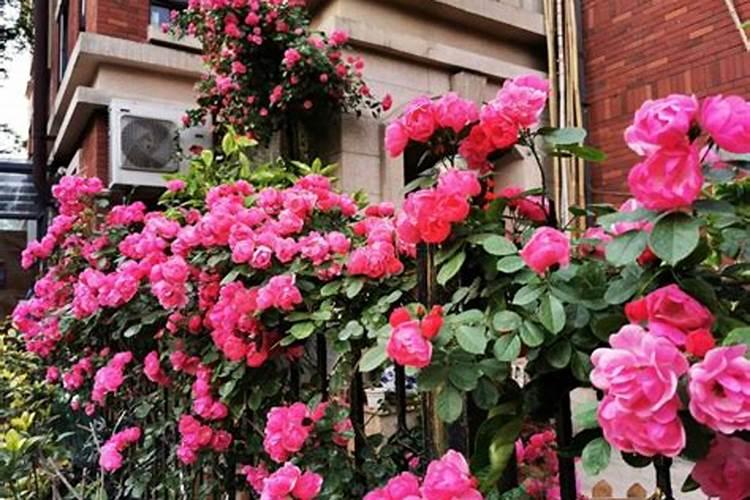 新买的树桩月季怎么养