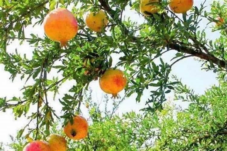 磷肥的最佳使用时间 磷肥有生根作用吗