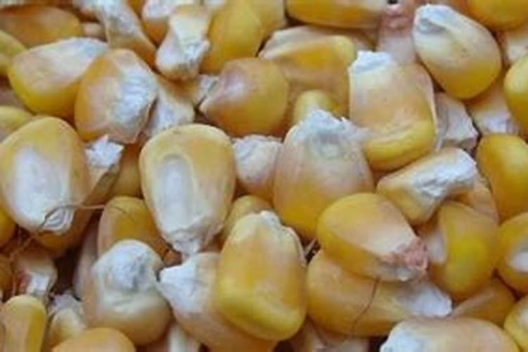 玉米底肥用红颗粒钾肥好还是用白色小颗粒水溶钾肥好？