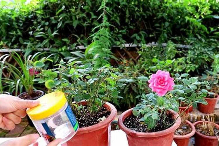 种植玉米用什么钾肥