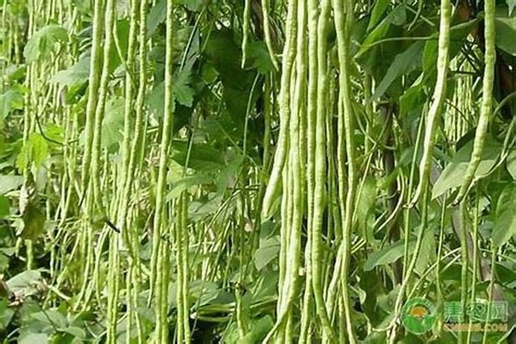 豆角花期追什么肥
