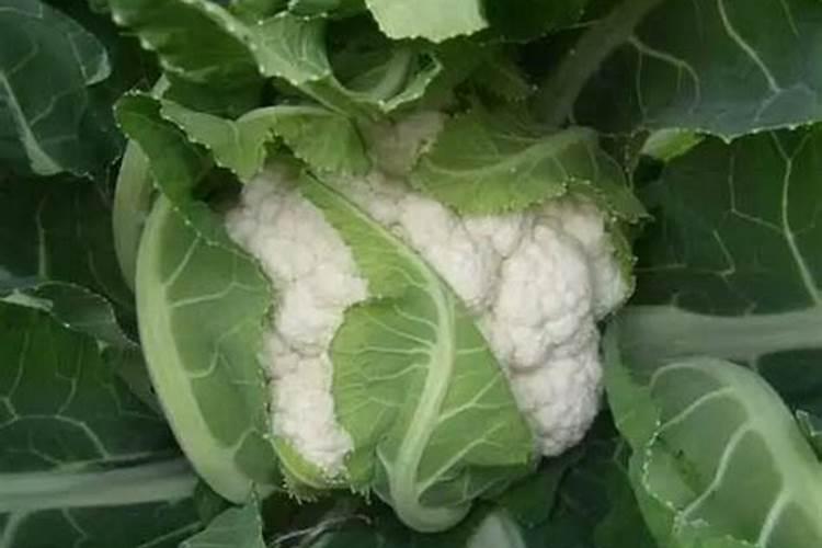 黄豆适合给什么花当肥料、黄豆花肥制作方法