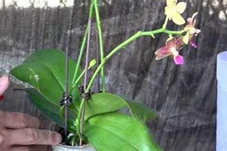 蝴蝶兰开花前施什么肥