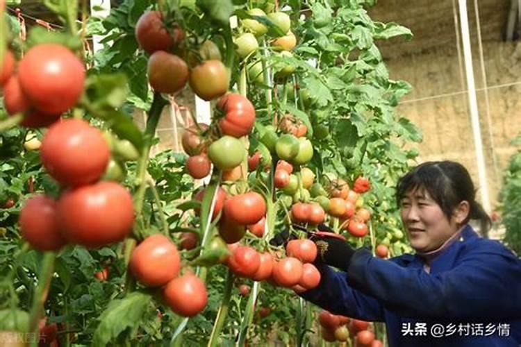 种植甘蔗用什么肥料最好