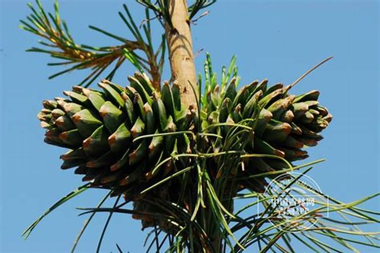 吉林省吉科种业有限公司怎么样？