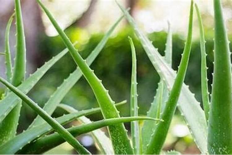 在家用什么给芦荟施肥